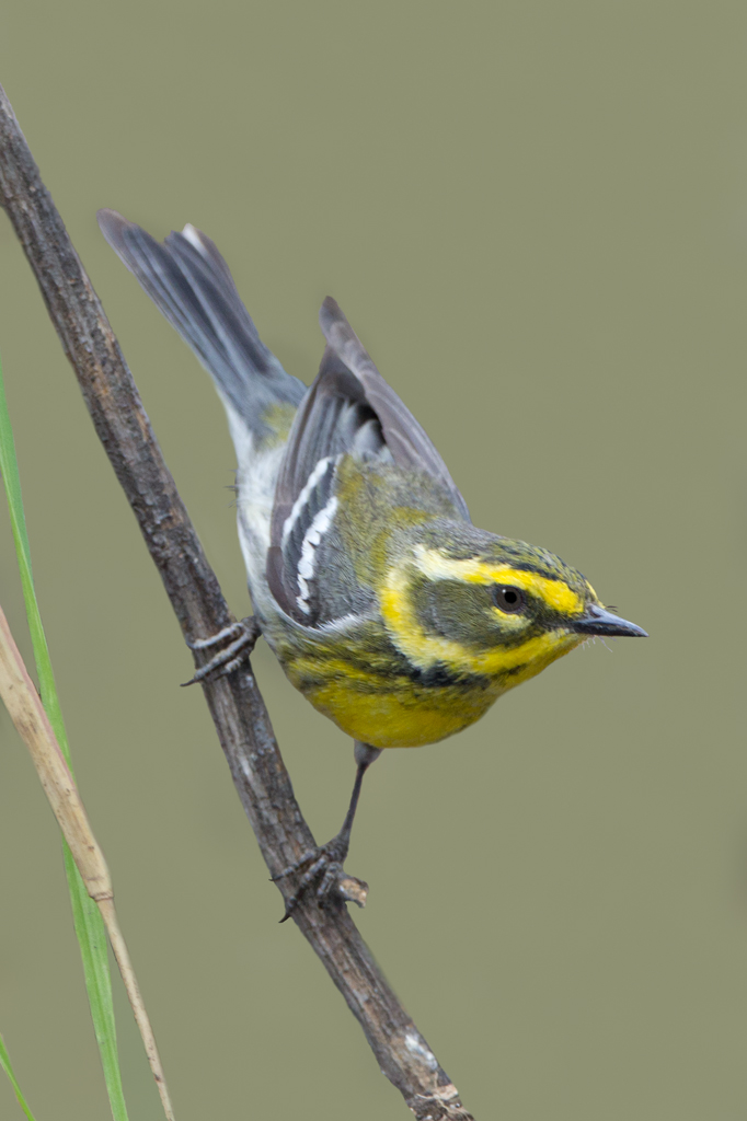 townsend's warbler 1a 1024