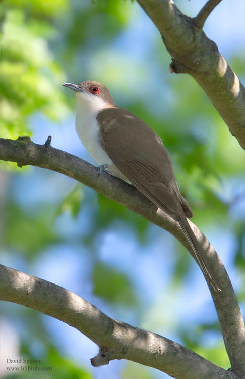 black billed cuckoo 5 1024 ws