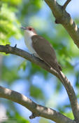 black billed cuckoo 5 1024 ws