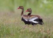black bellied whistling duck 1 1024