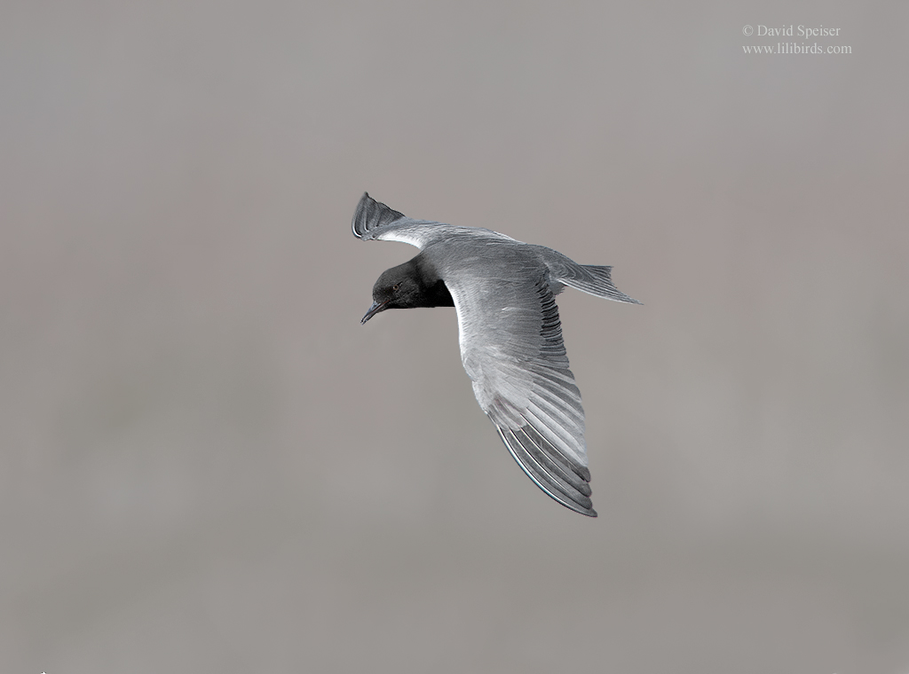 black tern 2 1024 ws