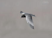 black tern 2 1024 ws