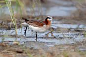 wilsons phalarope 2 1024 ws