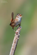 marsh wren 2 1024 ws