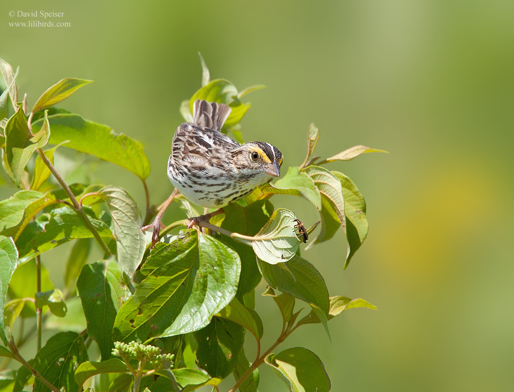 savannah sparrow 2 1024 ws