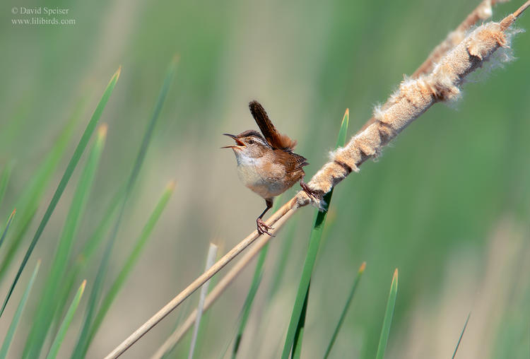 marsh wren 3 1024 ws