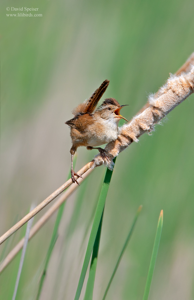 marsh wren 4b 1024 ws