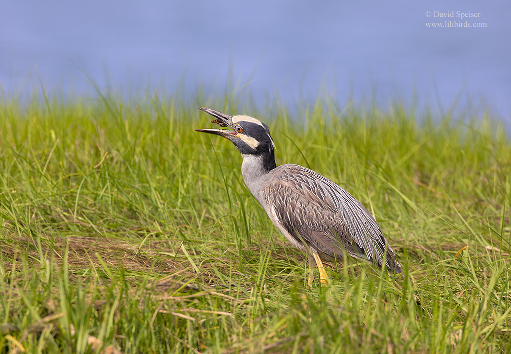 yellow crowned night heron 2 O 1024 ws