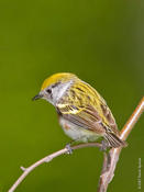 Chestnut-sided Warbler