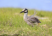 yellow crowned night heron 1 O 1024 ws