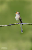 willow flycatcher 1 O 1024 ws