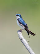 tree swallow 1 O 1024 ws