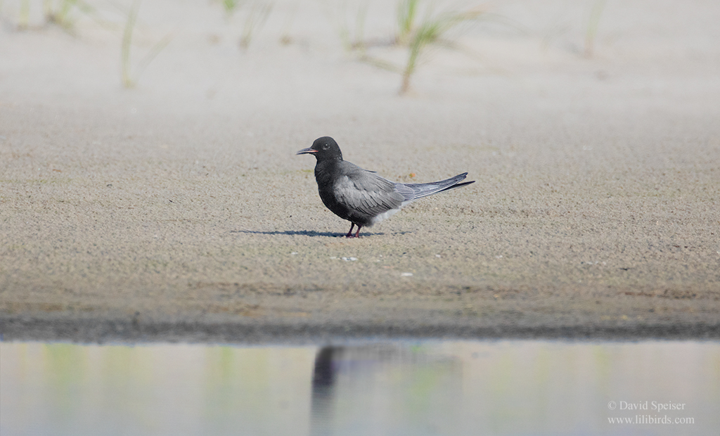 black tern 1 nik 1024 ws