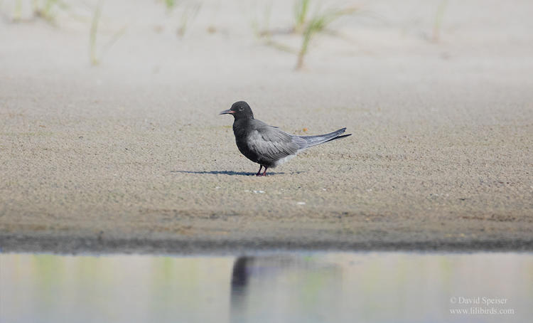 black tern 1 nik 1024 ws