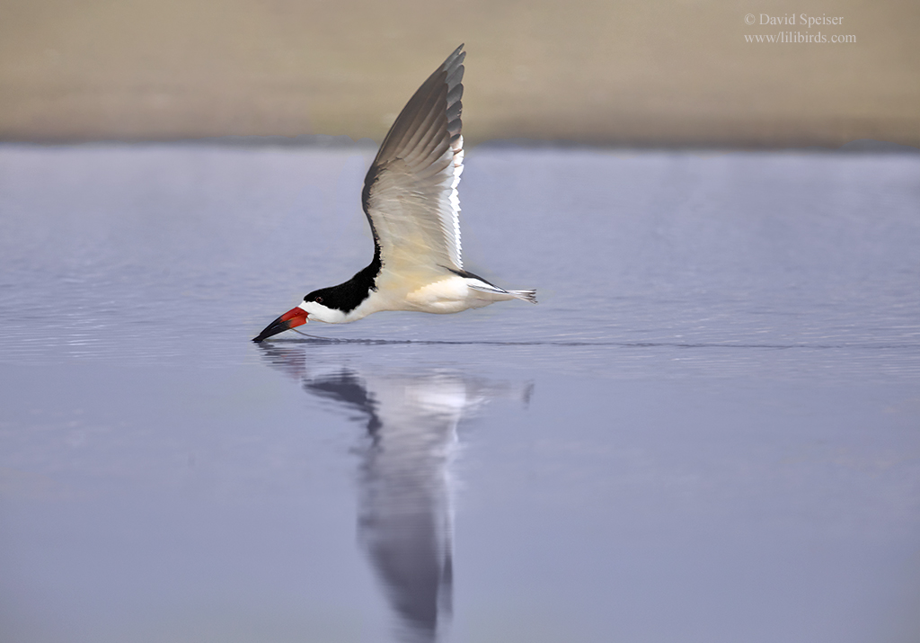 black skimmer 1a N 1024 ws