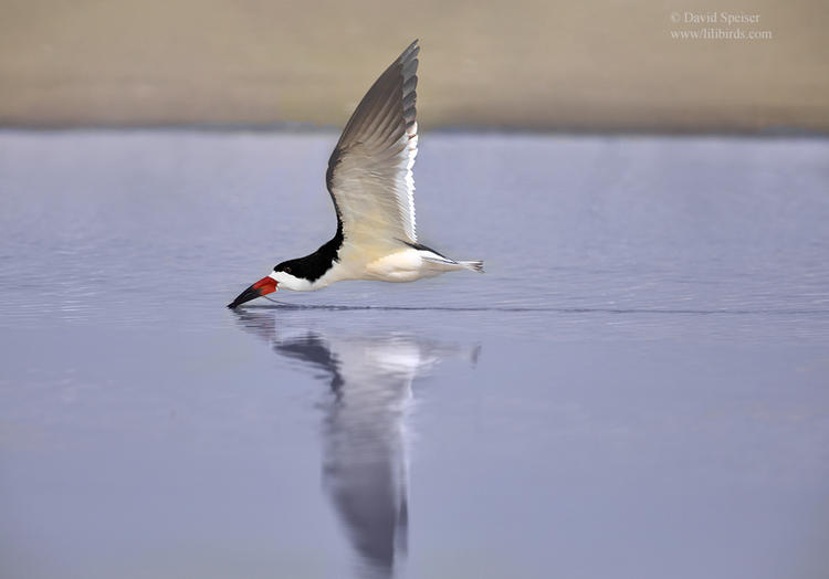 black skimmer 1a N 1024 ws