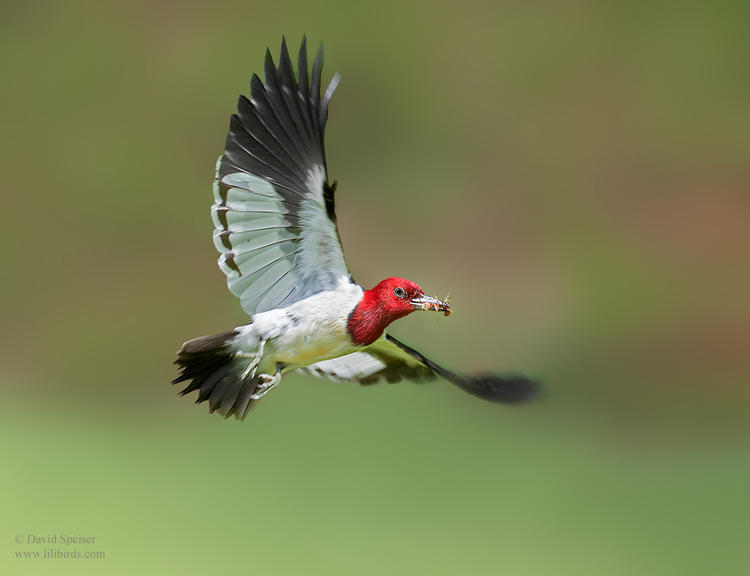 red head woodpecker 1 nc 1024 ws