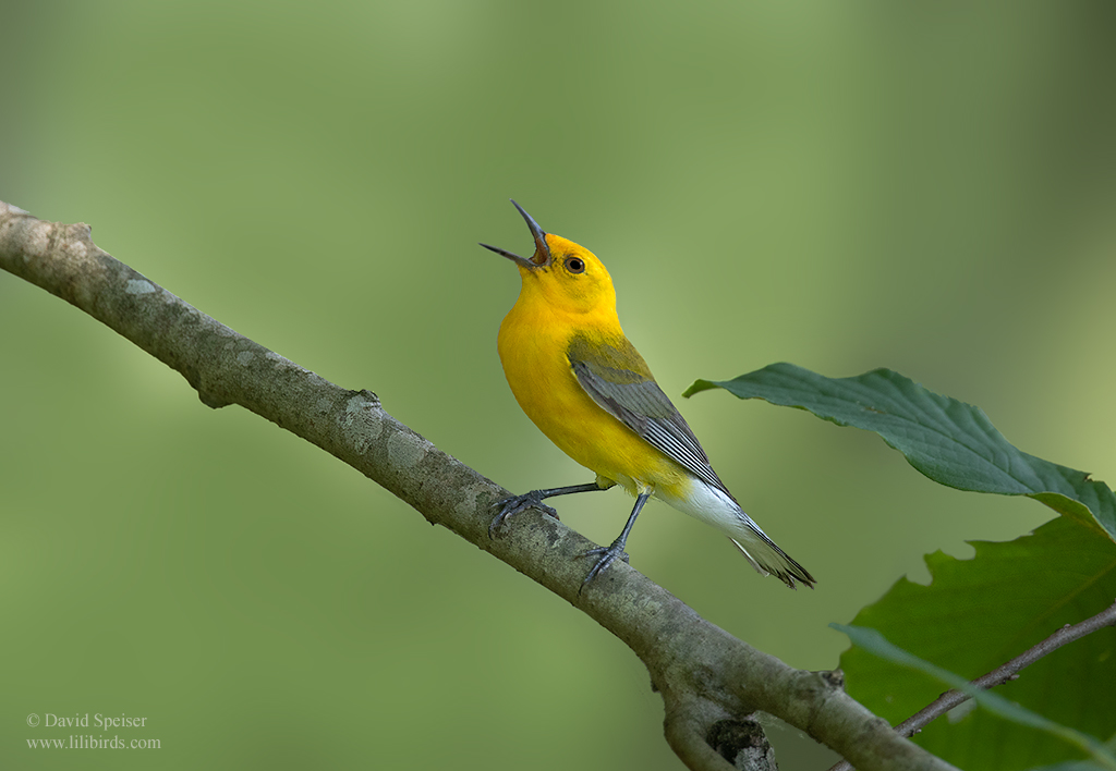 prothonotary warbler dssp 1b ws