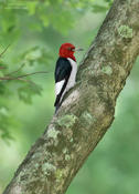 red headed woodpecker 2 nc 1024 ws