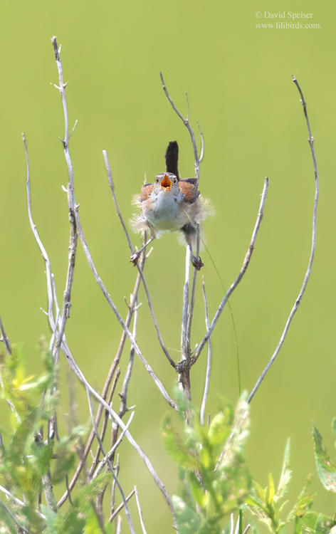 marsh wren jl 1024 ws