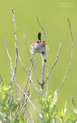 marsh wren jl 1024 ws