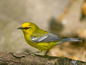 Blue-winged Warbler