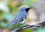 Black-throated Blue Warbler