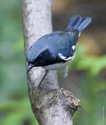 Black-throated Blue Warbler