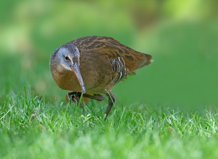 virginia rail 1as 1024