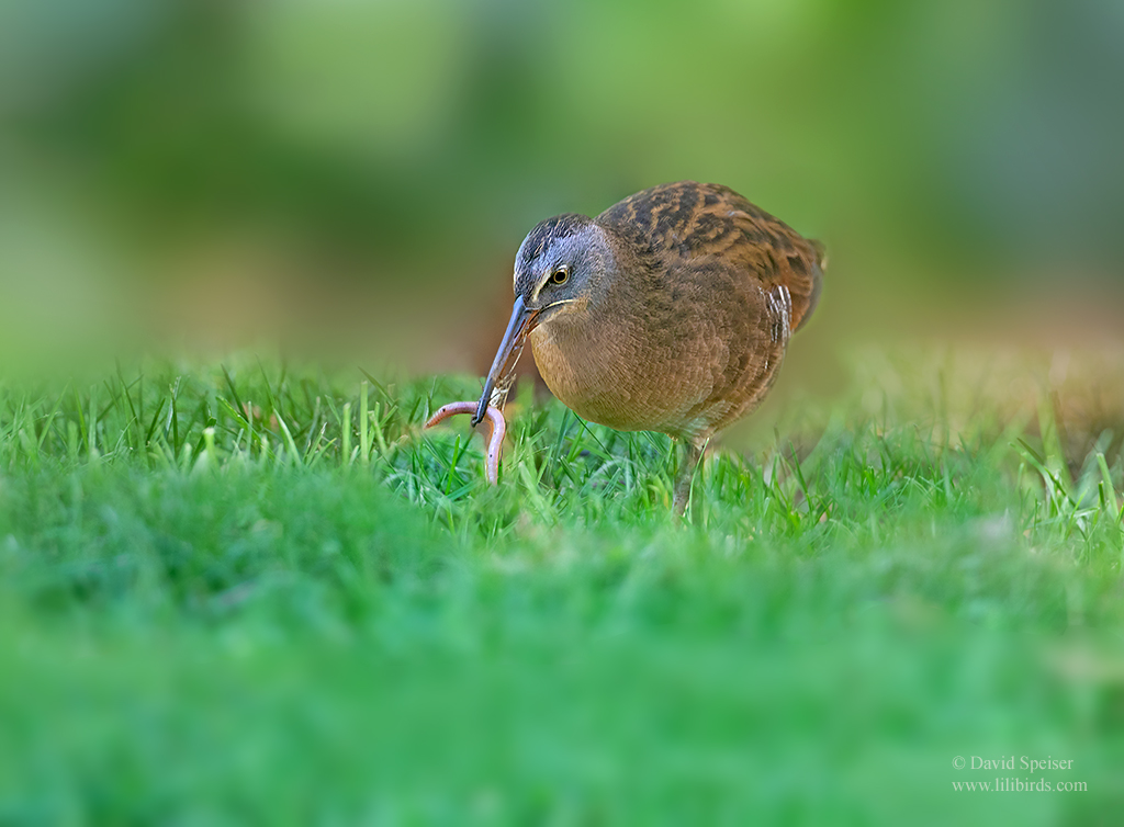 virginia rail 2d as ws