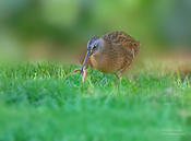 virginia rail 2d as ws