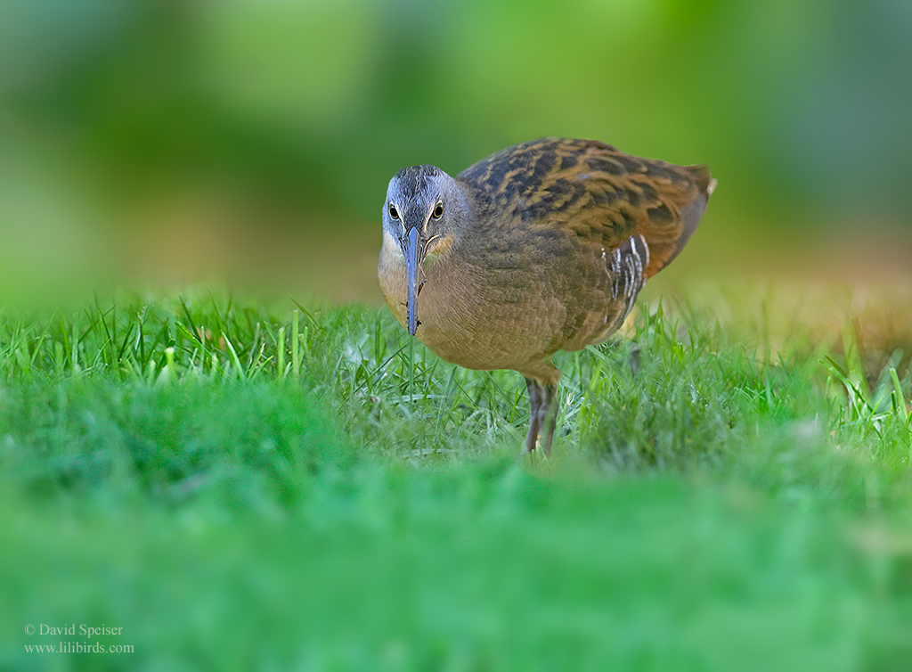 virginia rail as  3 ws