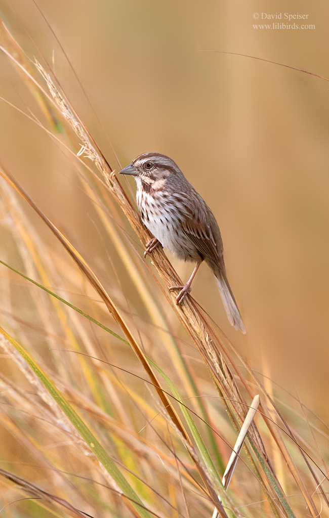 song sparrow 1 ri 1024 ws