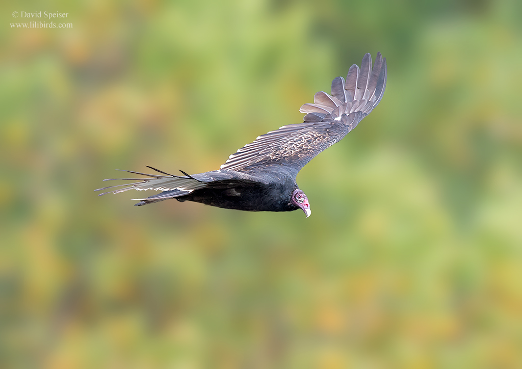 turkey vulture 1a sl 1024 ws