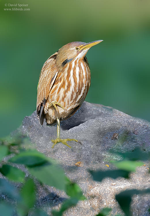 american bittern cp 1 1024 ws