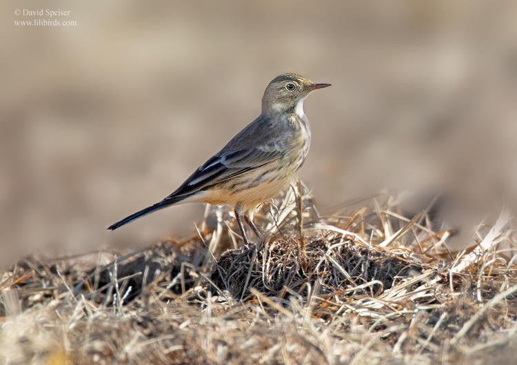 american pipit 1c 1024 ws