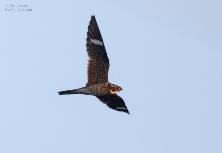 common nighthawk 2 nc 1024 ws