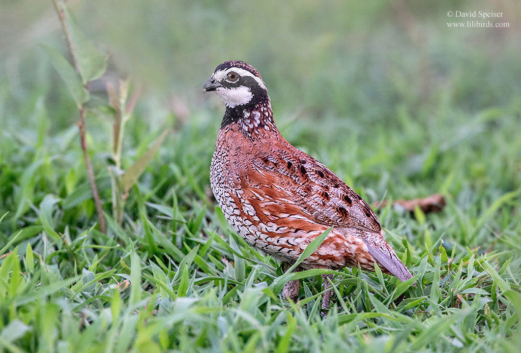 northern bobwhite 1a nc ws