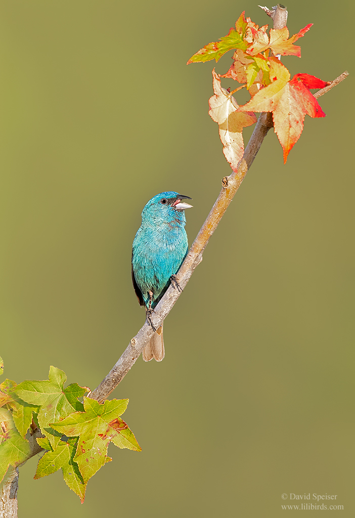 indigo bunting 1d nc 1024 ws