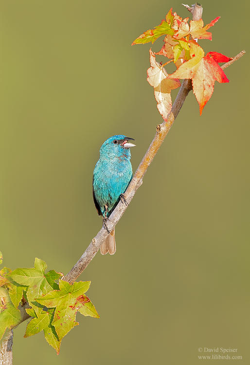 indigo bunting 1d nc 1024 ws