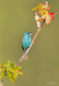 indigo bunting 1d nc 1024 ws