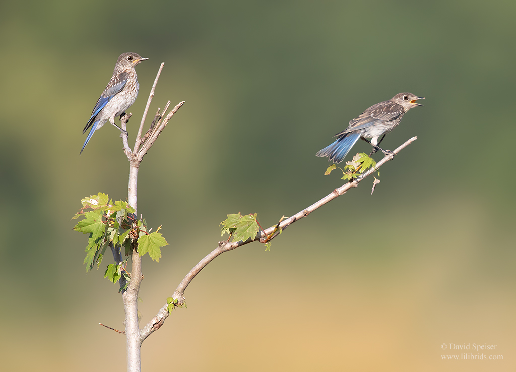 eastern bluebirds 1 nc 1024 ws