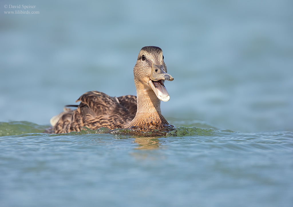 american black duck me 1 ws