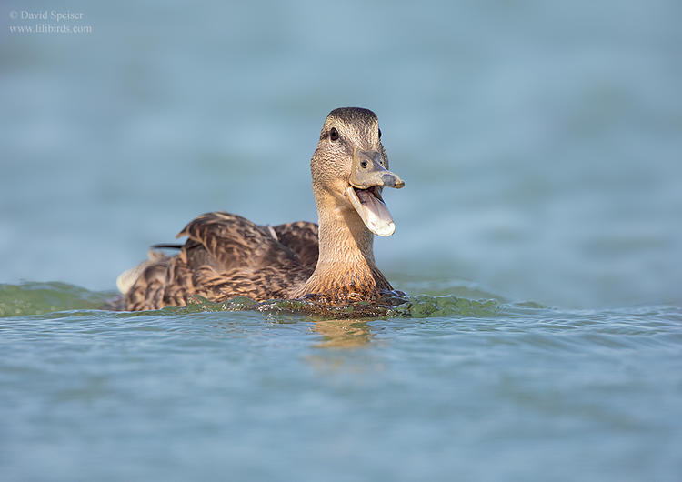 american black duck me 1 ws