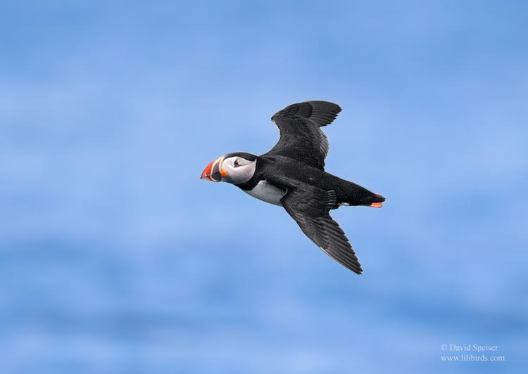 atlantic puffin 1b pm 1024 ws