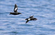 black guillemots 1a pm 1024 ws