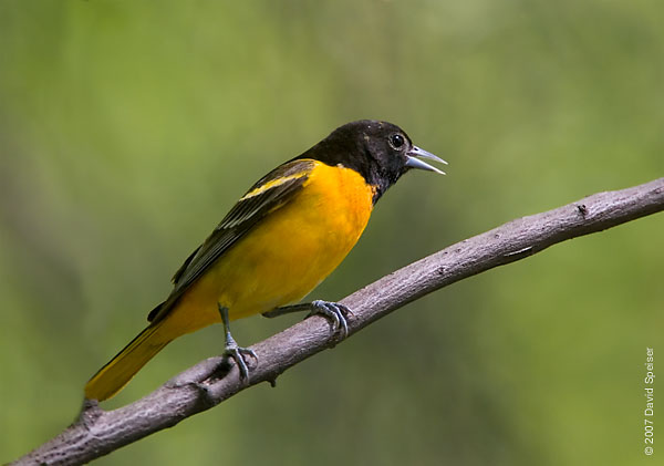 Baltimore Oriole