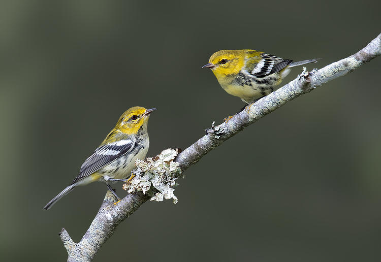 black throated green warblers camp 1 1024