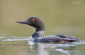 common loon me 1b 1024 ws