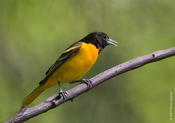 Baltimore Oriole